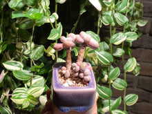 Load image into Gallery viewer, graptopetalum-amethystium-rooted-with-pot
