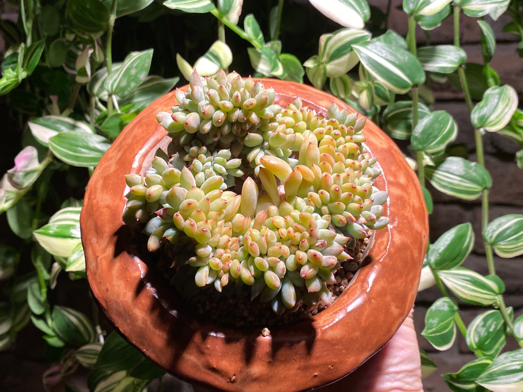 crested-monroe-rooted-with-pot