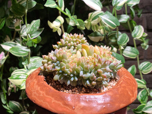 crested-monroe-rooted-with-pot3