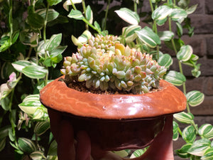 crested-monroe-rooted-with-pot4
