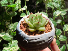 Load image into Gallery viewer, echeveria-agavoides-rooted-with-pot
