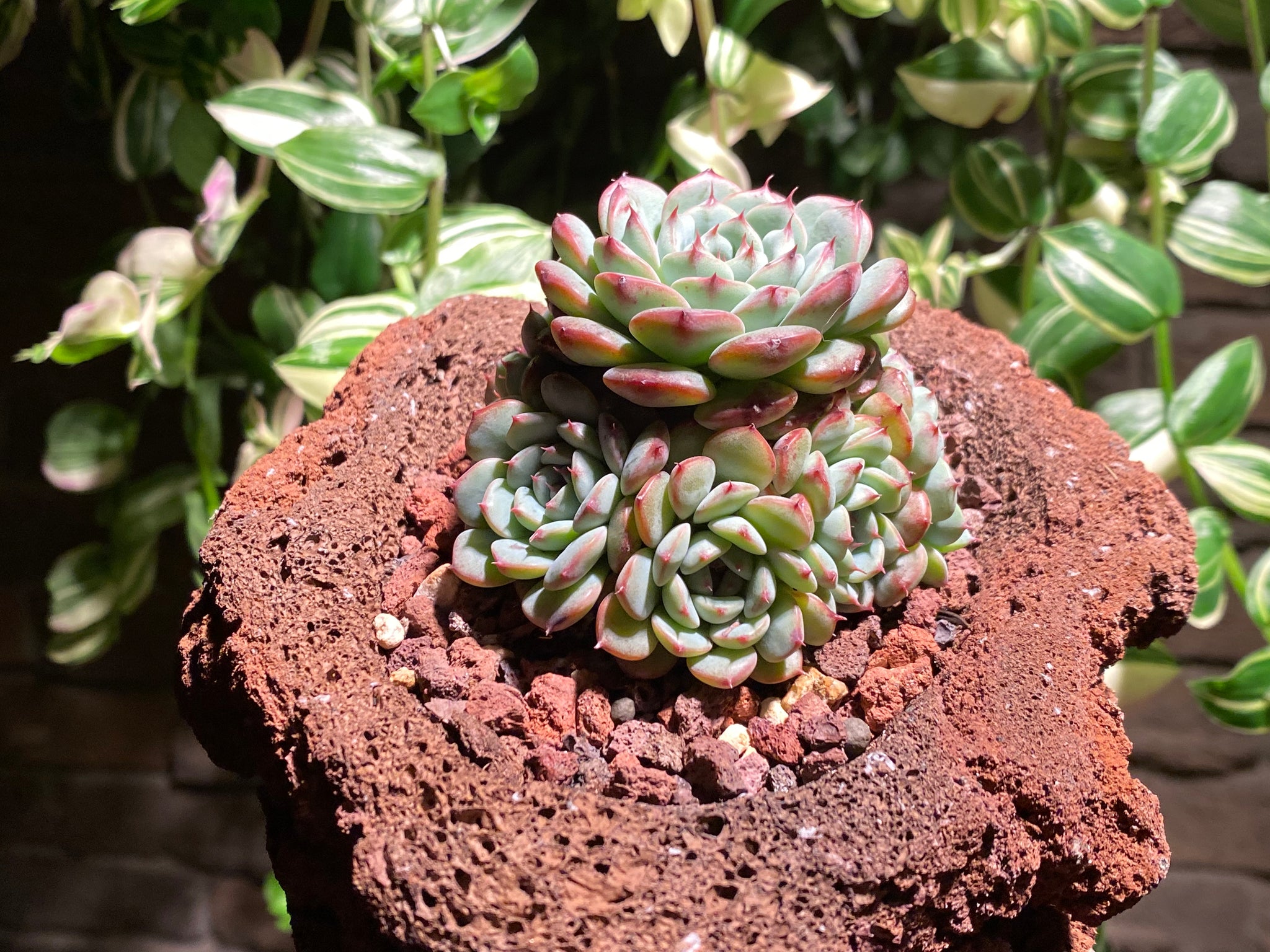 blue minima succulent Echeveria Blue Minima (rooted with pot)