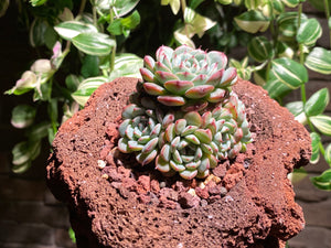 echeveria-blue-minima-rooted-with-pot
