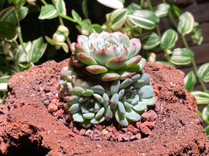 echeveria-blue-minima-rooted-with-pot