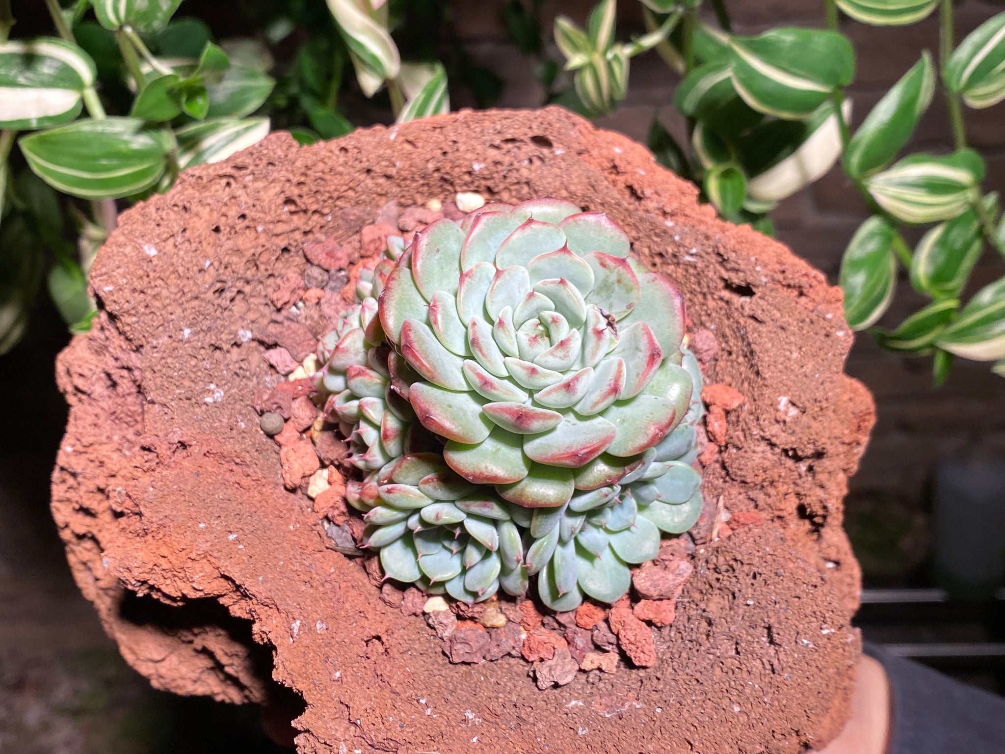 blue minima succulent Echeveria Blue Minima (rooted with pot)