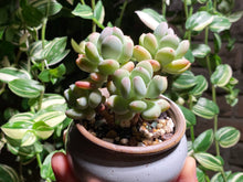 Load image into Gallery viewer, pachyphytum-oviferum-rooted-with-pot
