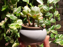 Load image into Gallery viewer, pachyphytum-oviferum-rooted-with-pot

