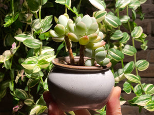 pachyphytum-oviferum-rooted-with-pot