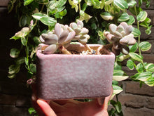 Load image into Gallery viewer, graptopetalum-amethystium-rooted-with-pot
