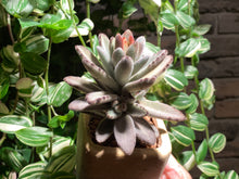 Load image into Gallery viewer, kalanchoe-tomentosa-Chocolate-Soldier-rooted-with-pot
