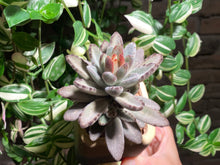 Load image into Gallery viewer, kalanchoe-tomentosa-Chocolate-Soldier-rooted-with-pot
