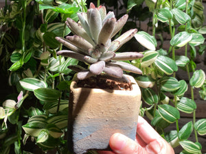 kalanchoe-tomentosa-Chocolate-Soldier-rooted-with-pot