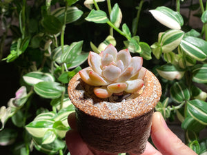 echeveria-monroe-rooted-with-pot