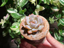 Load image into Gallery viewer, echeveria-monroe-rooted-with-pot
