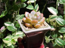 Load image into Gallery viewer, echeveria-monroe-rooted-with-pot1
