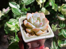 Load image into Gallery viewer, echeveria-monroe-rooted-with-pot2

