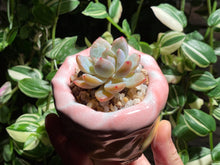 Load image into Gallery viewer, echeveria-monroe-rooted-with-pot
