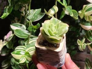 graptoveria-spp-iced-rosed