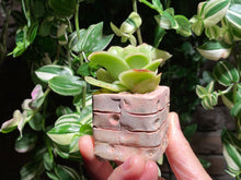 Load image into Gallery viewer, graptoveria-spp-iced-rose-rooted-with-pot
