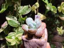 Load image into Gallery viewer, pachyphytum-cuicatecanum-rooted
