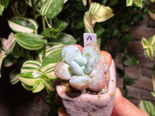 Load image into Gallery viewer, pachyphytum-cuicatecanum-rooted-1
