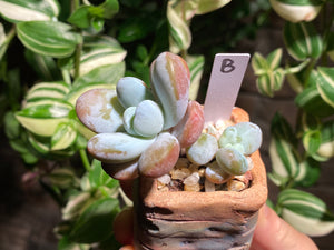 pachyphytum-cuicatecanum-rooted-b