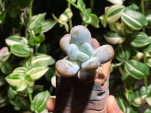 Load image into Gallery viewer, pachyphytum-cuicatecanum-rooted
