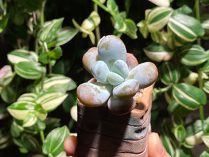 pachyphytum-cuicatecanum-rooted