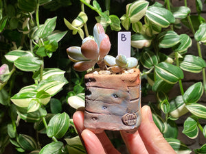 pachyphytum-cuicatecanum-rooted-b