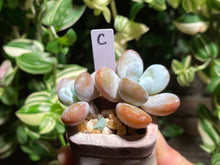 Load image into Gallery viewer, pachyphytum-cuicatecanum-rooted-c
