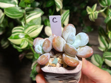 Load image into Gallery viewer, pachyphytum-cuicatecanum-rooted-c
