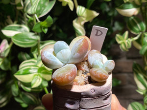 pachyphytum-cuicatecanum-rooted-with-pot-d