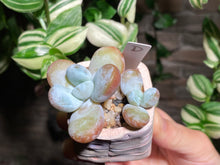 Load image into Gallery viewer, pachyphytum-cuicatecanum-rooted-with-pot-c
