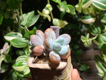 Load image into Gallery viewer, pachyphytum-cuicatecanum-rooted-with-pot-e

