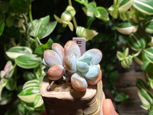 pachyphytum-cuicatecanum-rooted-with-pot-e