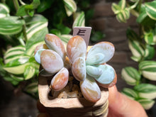 Load image into Gallery viewer, pachyphytum-cuicatecanum-rooted-with-pot
