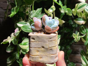 pachyphytum-cuicatecanum-rooted-with-pot-e