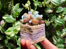 Load image into Gallery viewer, pachyphytum-cuicatecanum-rooted-with-pot-f
