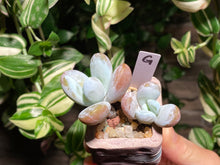 Load image into Gallery viewer, pachyphytum-cuicatecanum-rooted-with-pot-g
