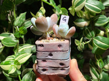 Load image into Gallery viewer, pachyphytum-cuicatecanum-rooted-with-pot-g
