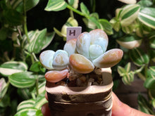 Load image into Gallery viewer, pachyphytum-cuicatecanum-rooted-with-pot-h
