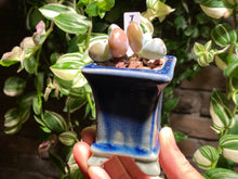 Load image into Gallery viewer, pachyphytum-cuicatecanum-rooted-with-pot-i
