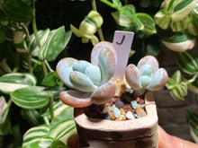 Load image into Gallery viewer, pachyphytum-cuicatecanum-rooted-with-pot-j
