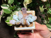 Load image into Gallery viewer, pachyphytum-cuicatecanum-rooted-with-pot-k

