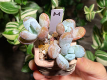 Load image into Gallery viewer, pachyphytum-cuicatecanum-rooted-with-pot-m

