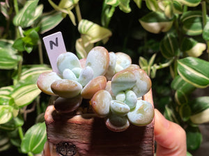 pachyphytum-cuicatecanum-rooted-with-pot-n