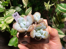 Load image into Gallery viewer, pachyphytum-cuicatecanum-rooted-with-pot-n2
