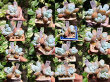 Load image into Gallery viewer, pachyphytum-cuicatecanum
