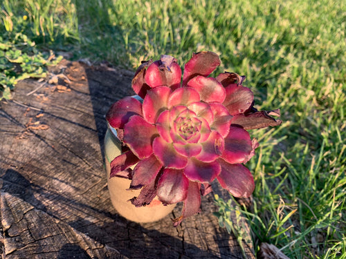 Aeonium Mardi Gras hyb