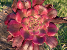Load image into Gallery viewer, Aeonium Mardi Gras hyb flower

